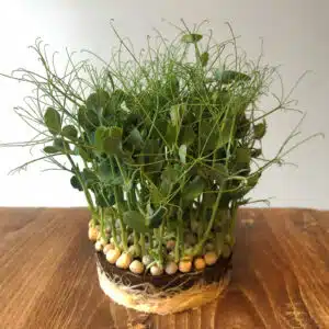 microGROWER - Erwten Microgreens