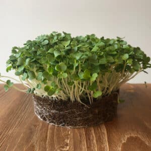 microGROWER – Paksoi Microgreens