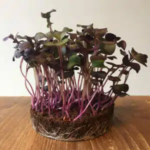 microGROWER - Radijs Microgreens