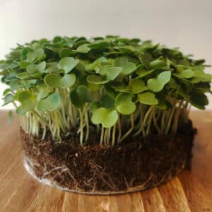 microGROWER – Rucola Microgreens