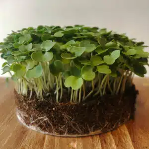 microGROWER – Rucola Microgreens