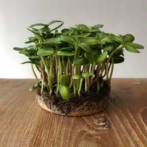 microGROWER - Zonnebloem Microgreens