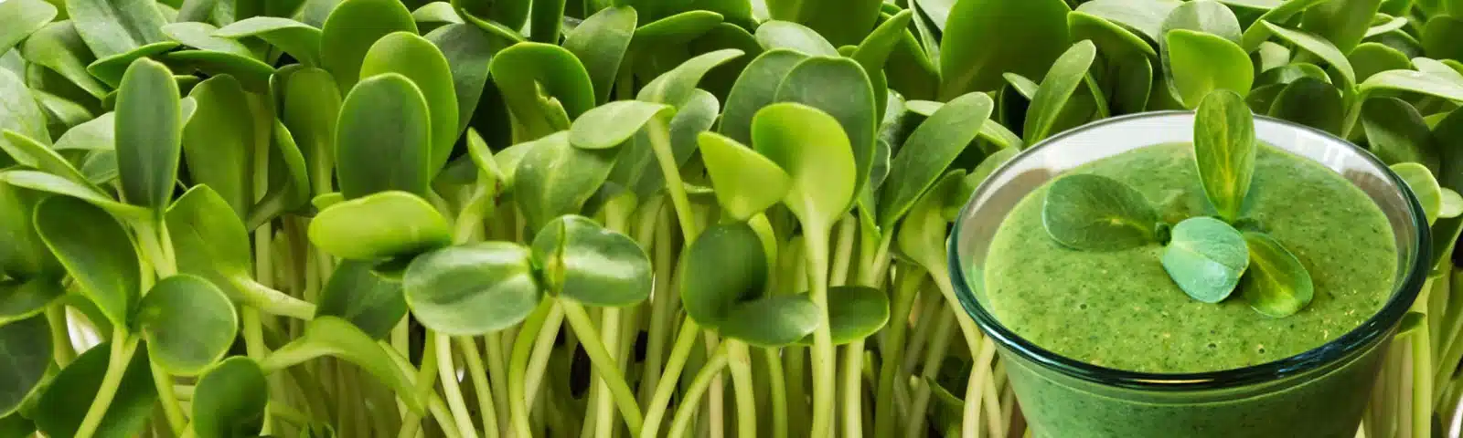 microGROWER - Zonnebloem Microgreen Smoothie